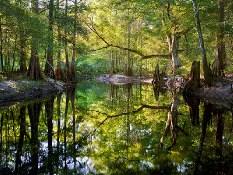 Green Swamp in Polk City