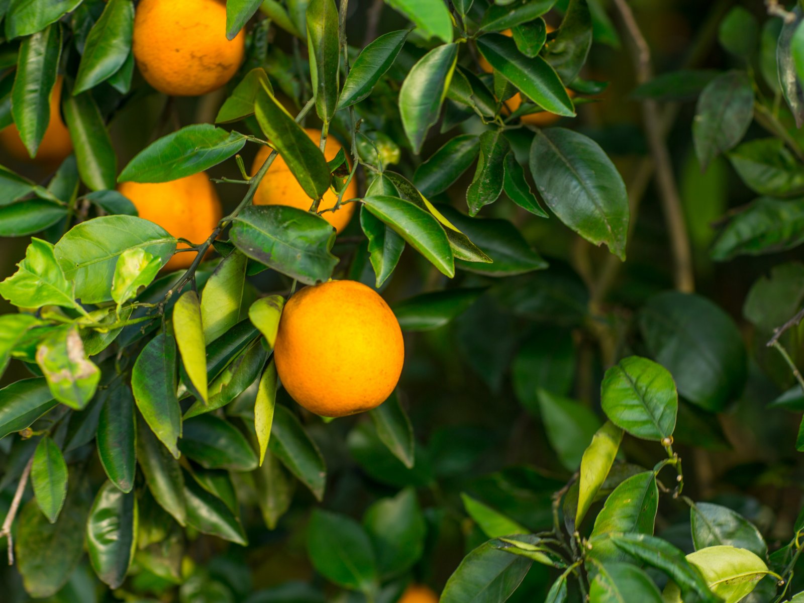 According to the Florida Department of Agriculture, Polk County ranked first in the state in the 2019-2020 season, producing 11.6 million boxes of citrus.