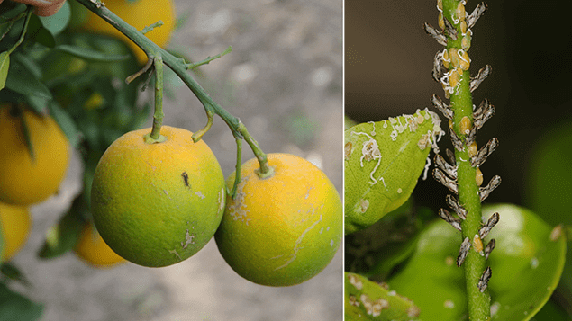 citrus greening